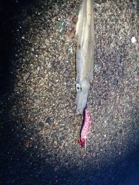 ヤリイカエギング